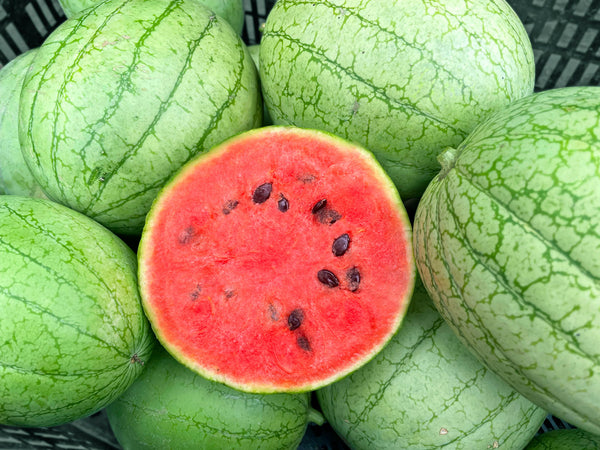 Munchkin Organic Watermelon Seeds