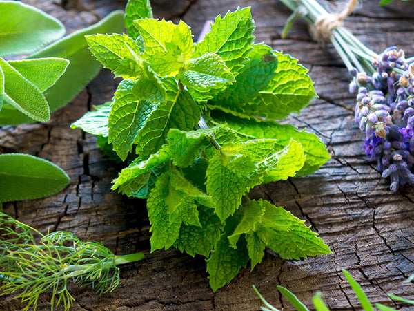 spearmint plant seeds Spearmint Seeds