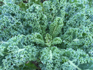 Cluster of curly blue-green kale leaves, one of our heirloom leafy greens