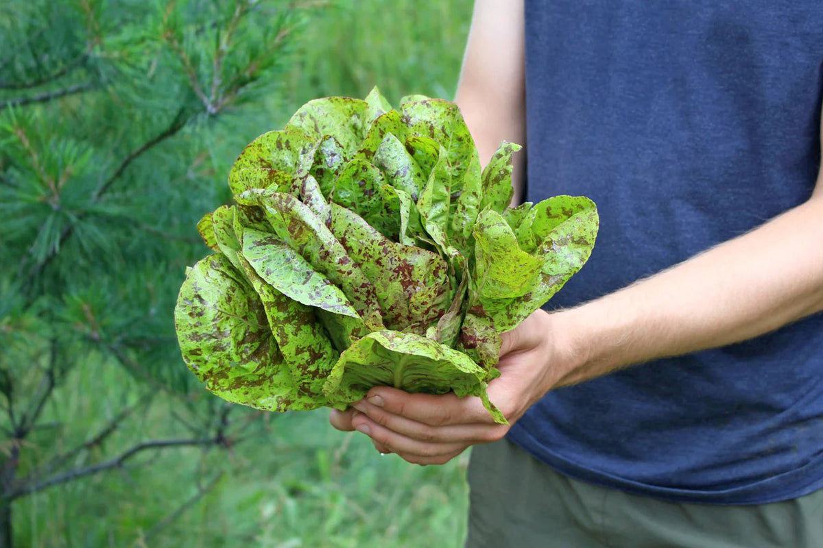 Forellenschluss Lettuce, heirloom and organic, grown from seed avaiable online.