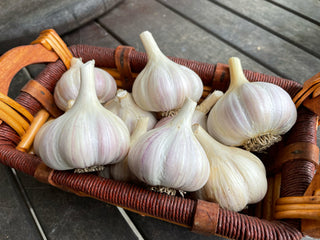 Basket of cured organic garlic bulbs ready for planting