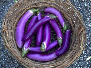 Basket of long, slender purple Pingtung Long eggplants