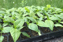 Organic Pepper Plants for Pre-Order