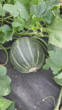 Moonglow Organic Melon Seeds