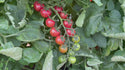 Jewel Organic Tomato Seeds