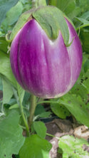 Rosa Bianca Eggplant Seeds