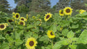 Valentine Organic Sunflower