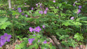 Shady Wildflower Seed Mix