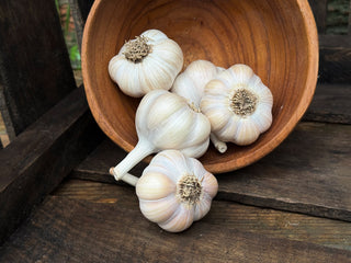 Pyongyang Organic Seed Garlic
