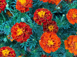 Queen Sophia Organic Marigold Seeds