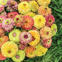 Organic Flower Plants for Pre-Order