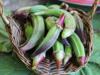 Basket of dark purple Red Okra 98 pods fresh from the garden