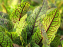 Red Veined Sorrel Seeds