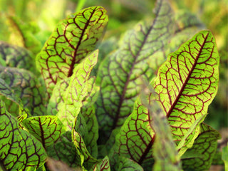 Red Veined Sorrel Seeds