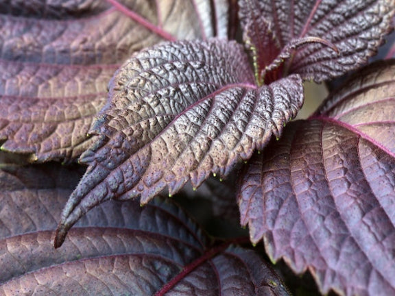 Red Shiso (Perilla)