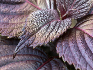 Red Shiso (Perilla) Seeds