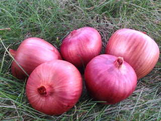 Cluster of Rossa di Milano onions with deep red-purple skins