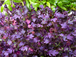 Ruby Streaks Organic Mustard Greens Seeds