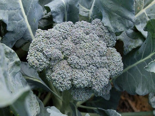 Close-up of a Solstice broccoli head ready for harvest