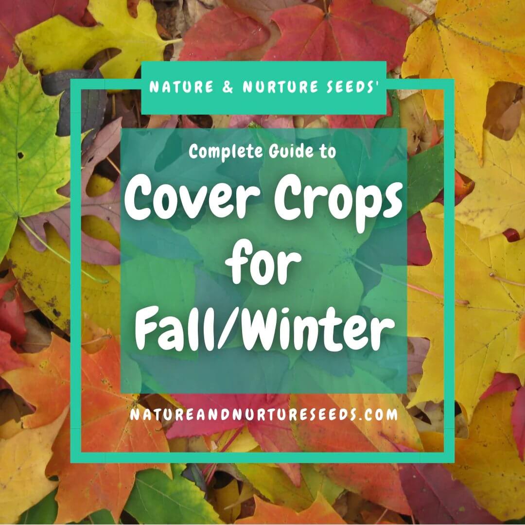 Build healthy soil with this guide to planting fall/winter cover crops.