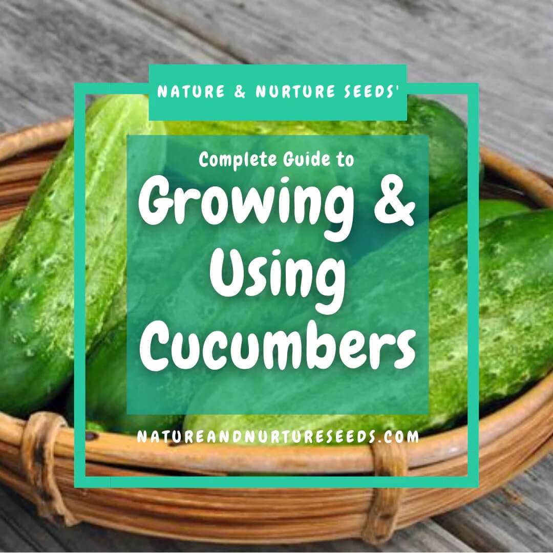 Growing and using cucumbers is easy with this helpful guide.