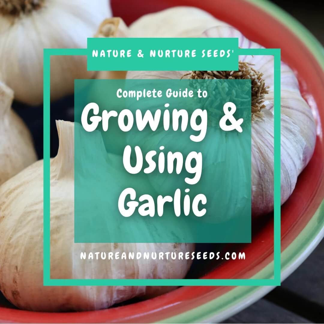 Grow your own garlic with this easy to follow guide.