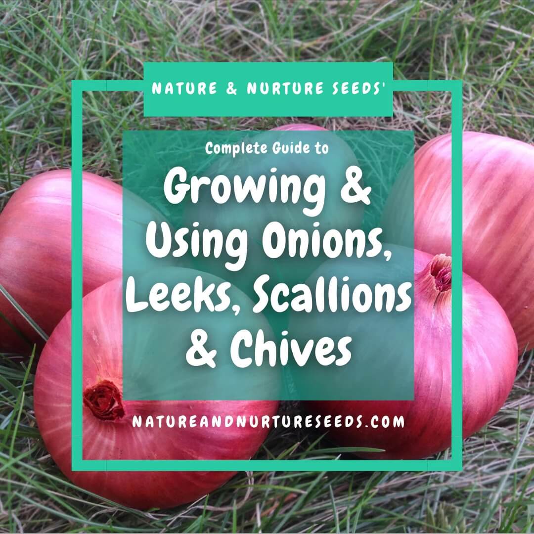 Your guide to growing onions, leeks, scallions and chives the easy way.