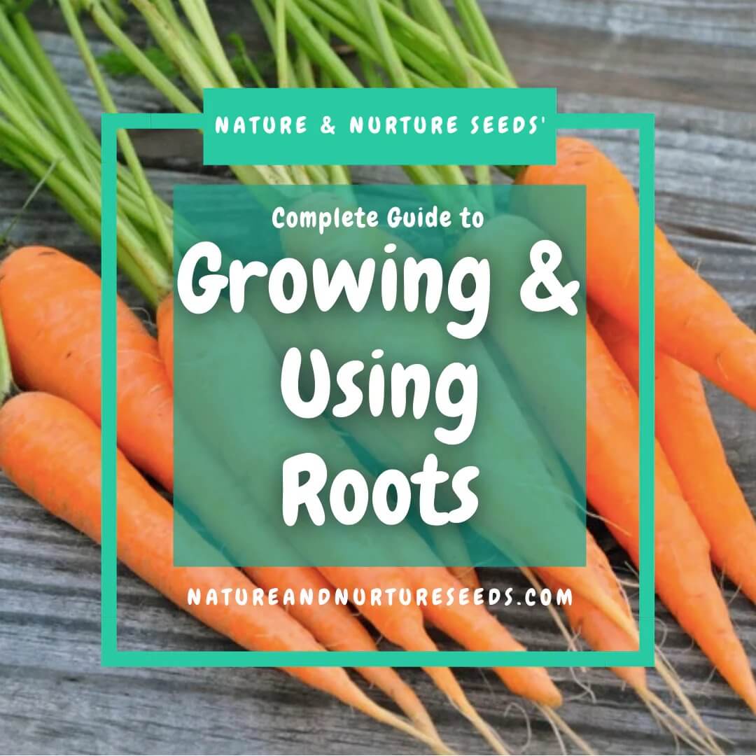 Here is the complete guide to growing and using root vegetables.