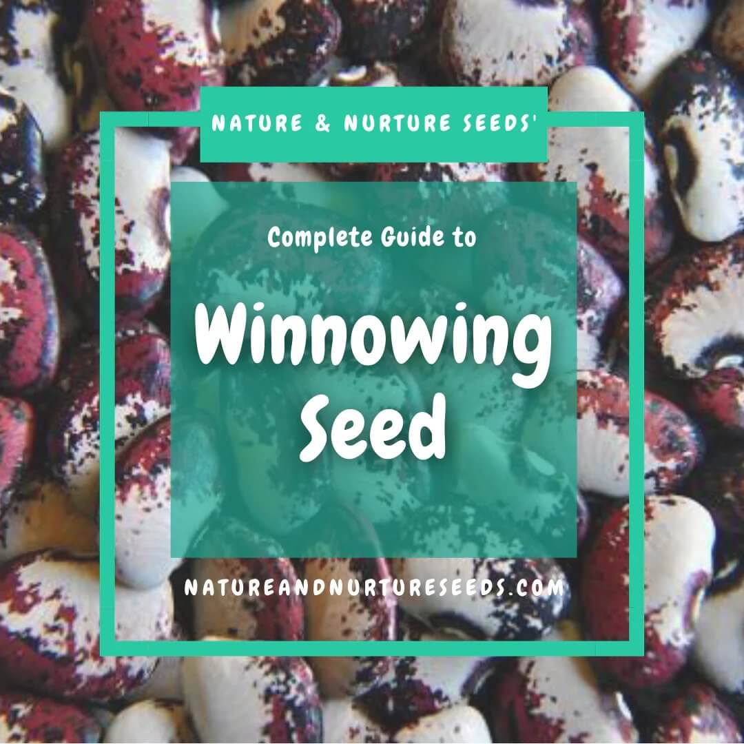 Winnowing seed the right way with this easy to follow guide.