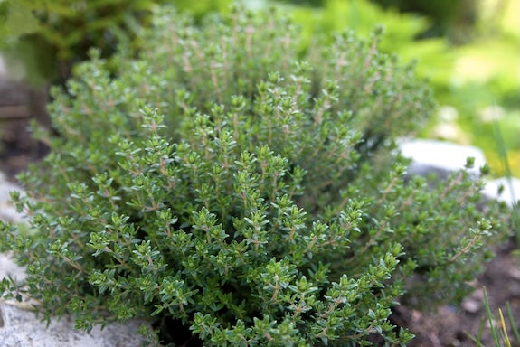 Thyme Organic Herb