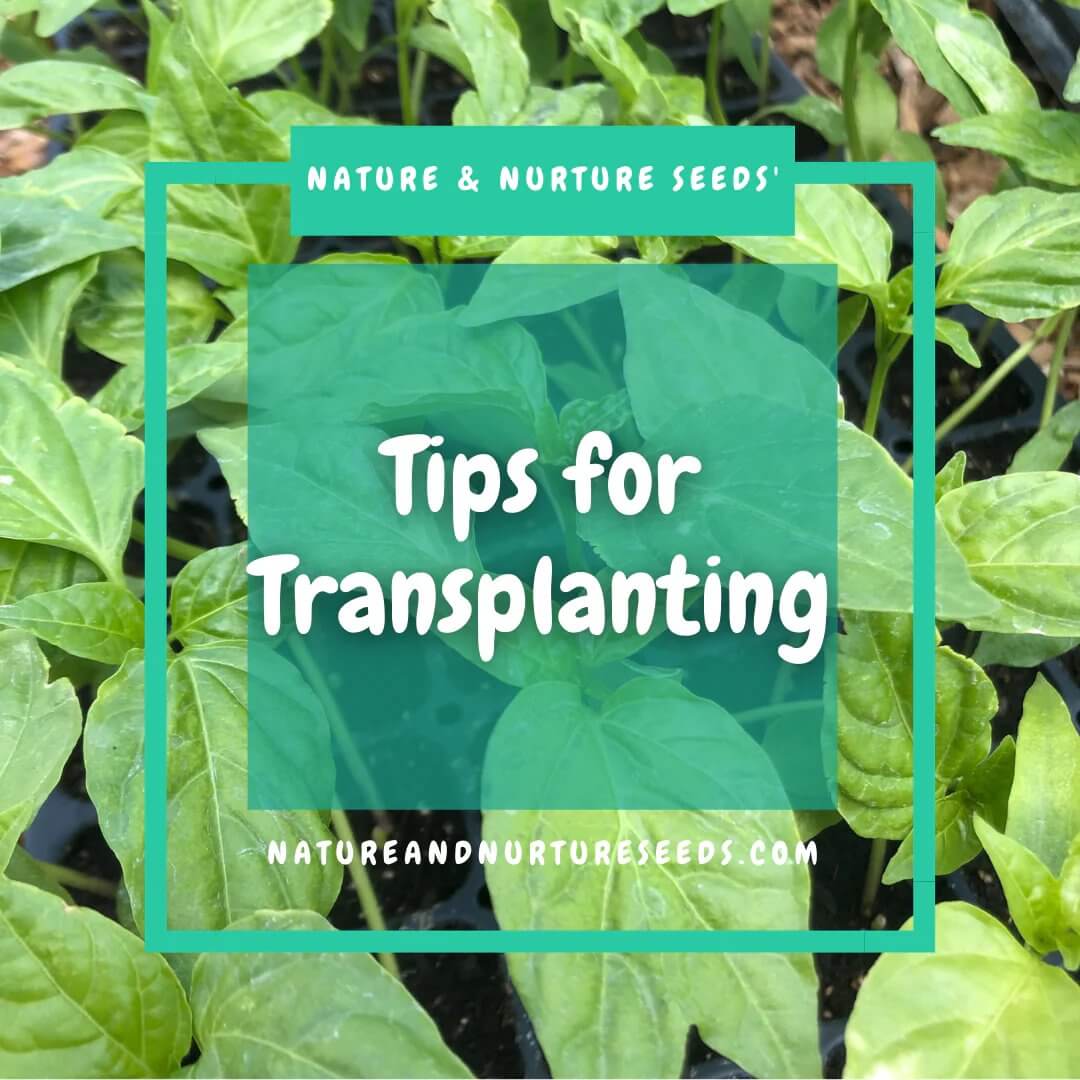 Tips for successful transplanting of vegetable crops.