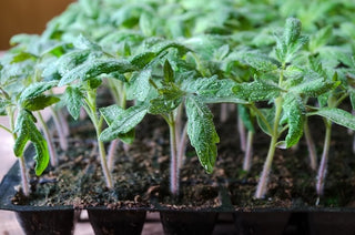 Tomato starter plants