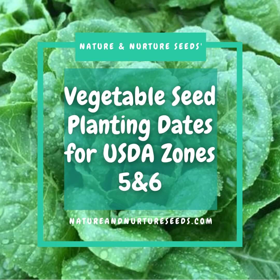 Learn more about vegetable planting dates for zones 5 and 6.