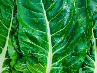 Fordhook Giant Organic Chard Seeds