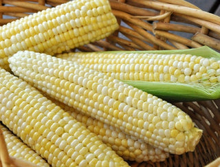 Basket of husked Who Gets Kissed? sweet corn cobs