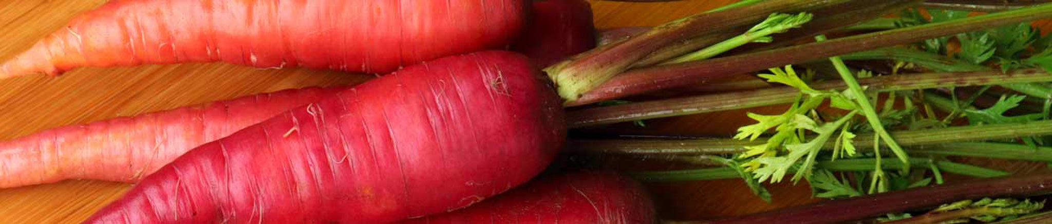 Close-up of lush beautiful Wisconsin purple carrots With green stems still on