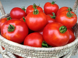 Basket overflowing with ripe red Wisconsin 55 tomatoes