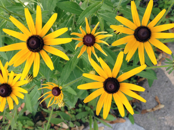 black eyed pea seeds planting Black-Eyed Susan Seeds – Grow Vibrant Pollinator-Friendly Blooms
