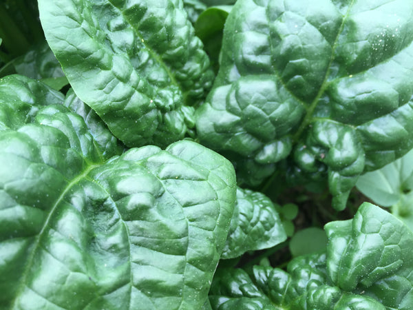 Abundant Bloomsdale Organic Spinach