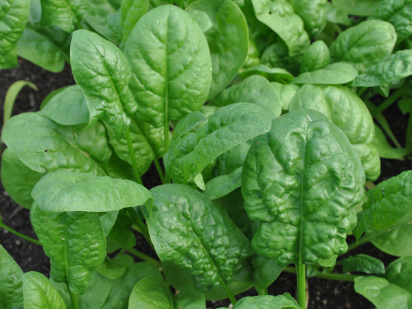 spinach plant with seeds Abundant Bloomsdale Organic Spinach Seeds – Grow Lush Savoy Greens