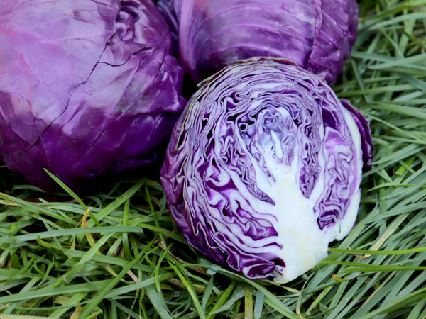Amarant Cabbage