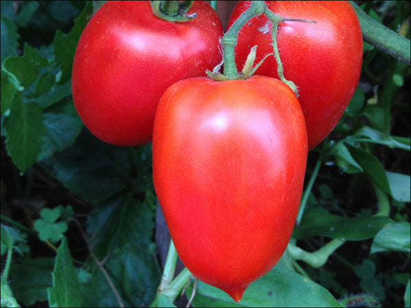 Amish Paste Organic Tomato