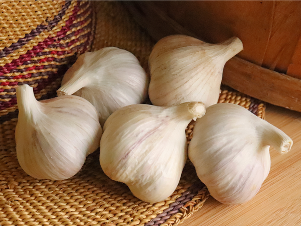 Amish Rocambole Garlic