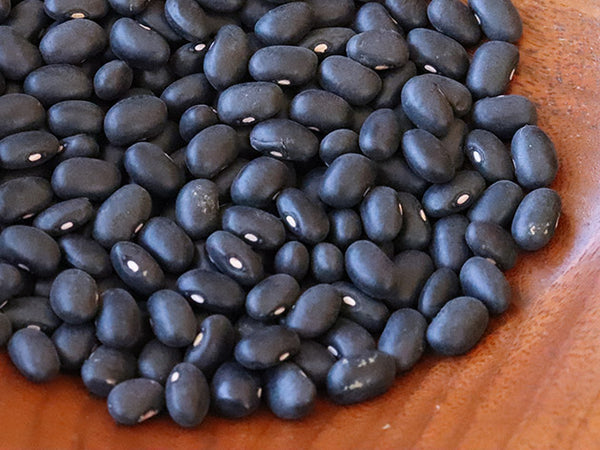 plant beans from seeds Black Turtle Bean Plant Seeds