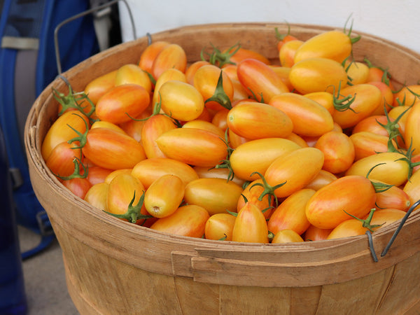 Blush Tomato In a Basket