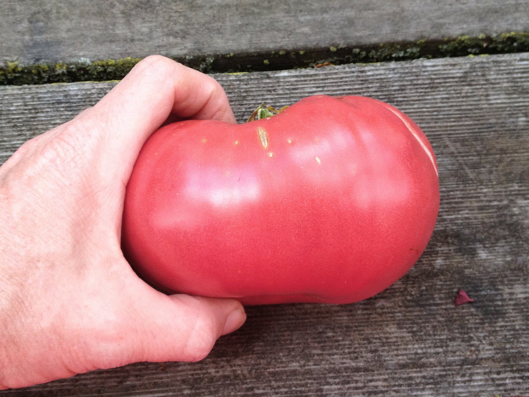 Brandywine Tomato Seeds (Sudduth's Strain) Nature & Nurture Seeds