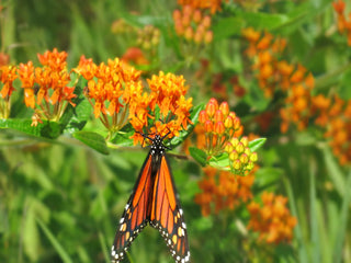 Butterfly Milkweed with Monarch