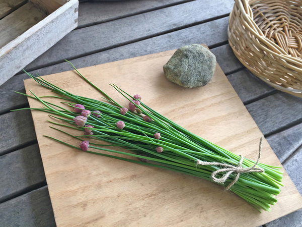 plant chives seeds Chive Seeds