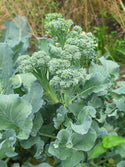 De Cicco Broccoli in garden