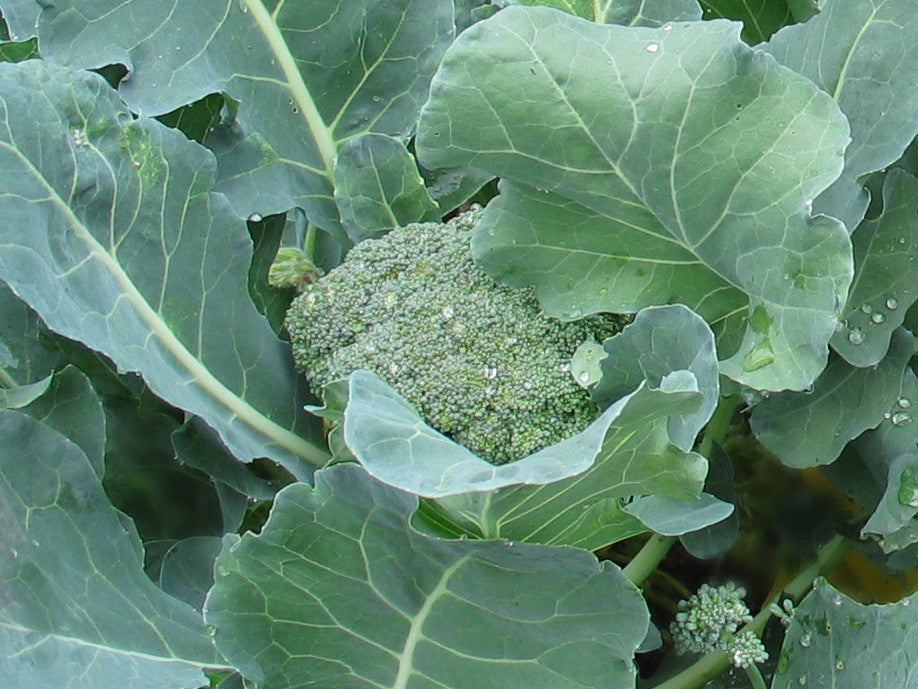 De Cicco Broccoli Seeds Nature & Nurture Seeds